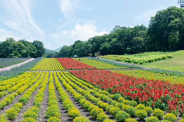 たんばらラベンダーパーク