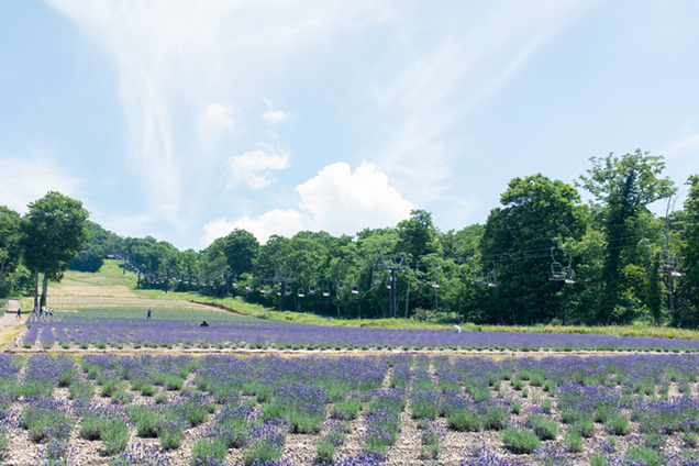 視覚だけではなく嗅覚にも優しい絶景