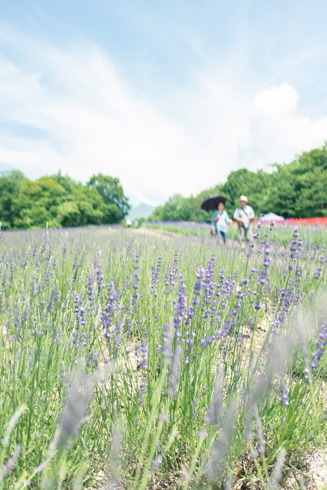 たんばらラベンダーパーク　ラベンダー