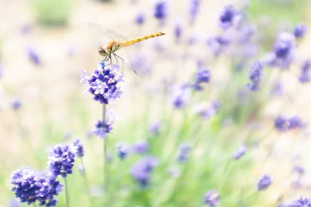ラベンダーとトンボ
