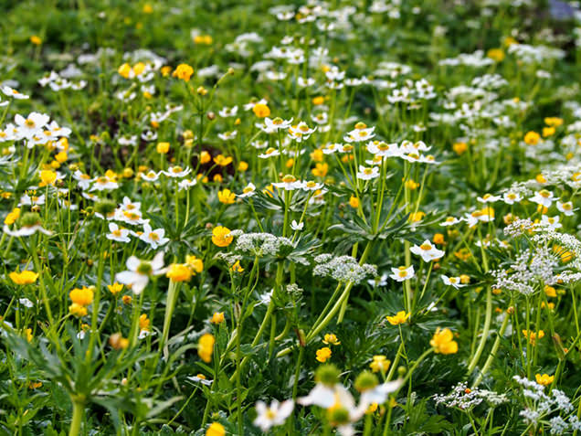 畳平周辺の高山植物