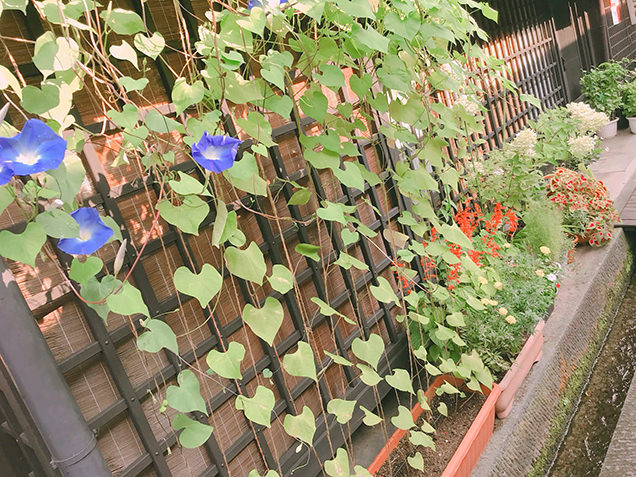 さんまち通りの木造建築との軒下の植物