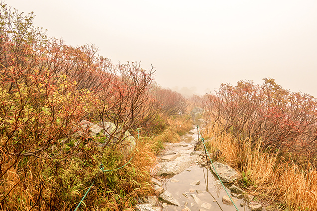 千畳敷カールの遊歩道