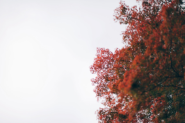 彫刻の森駅　紅葉