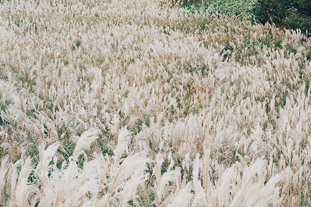 仙石原すすき　撮影　ポイント