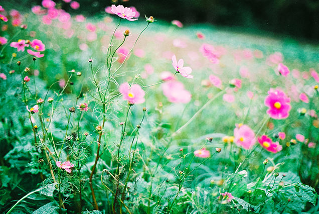 千葉　マザー牧場　自然　コスモス