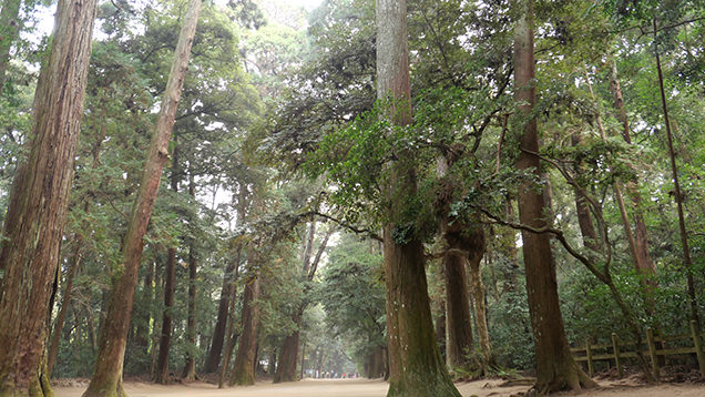 鹿島神宮　奥参道