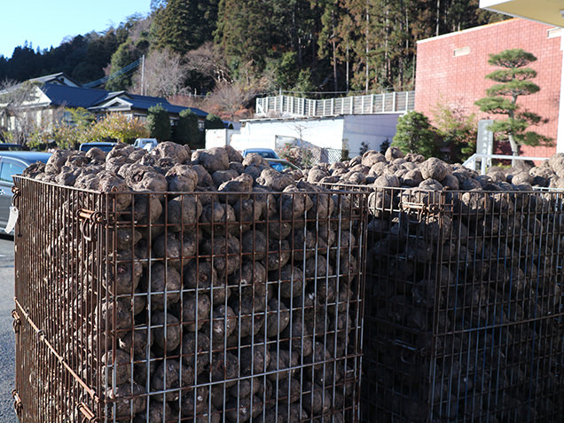 こんにゃく芋