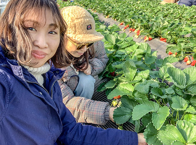 いちご狩りを楽しむ筆者と友人