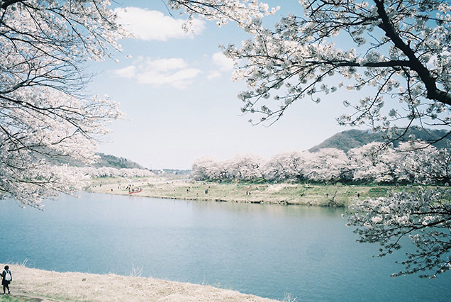 白石川堤一目千本桜