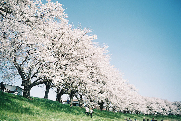 白石川堤一目千本桜