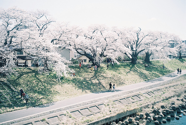 白石川堤一目千本桜