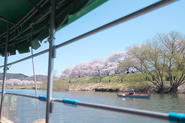 屋形船から見る白石川堤一目千本桜