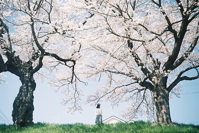 白石川河川敷からの桜