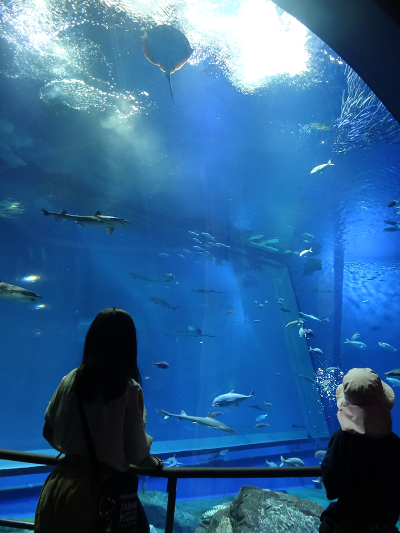 水槽に夢中の姉妹