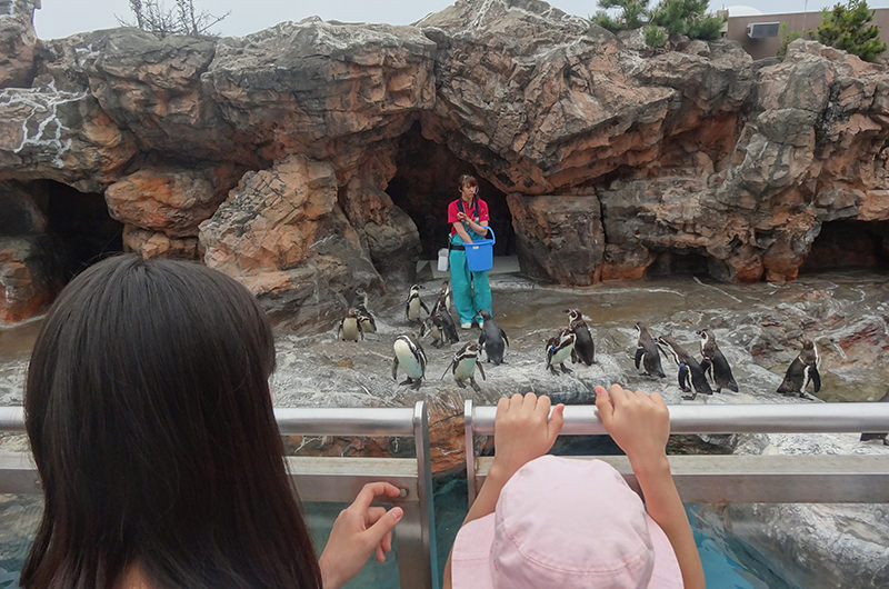 ペンギンの餌やり