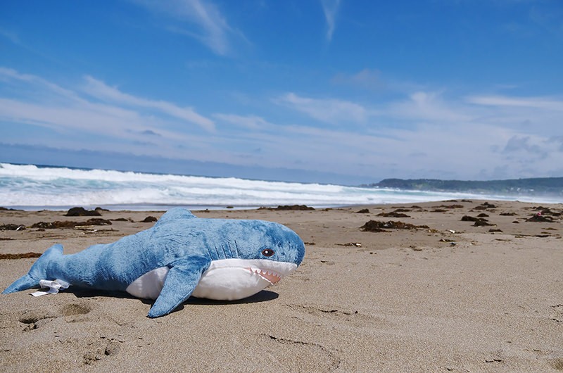 種差海岸とサメのぬいぐるみ
