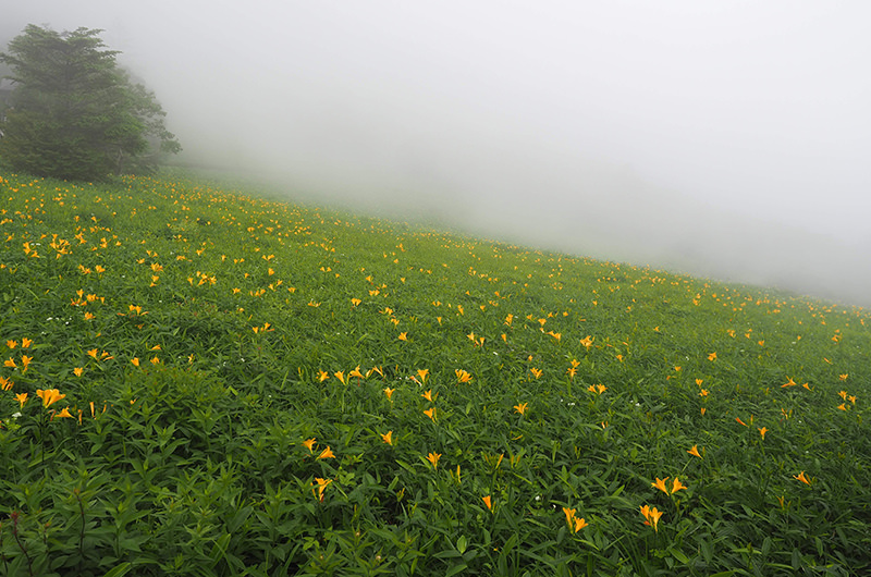 ニッコウキスゲ