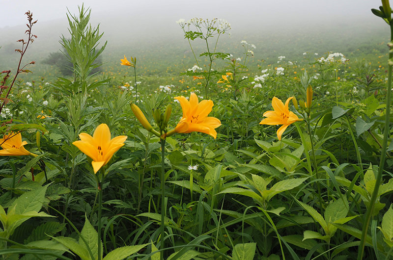 ニッコウキスゲと高原の植物