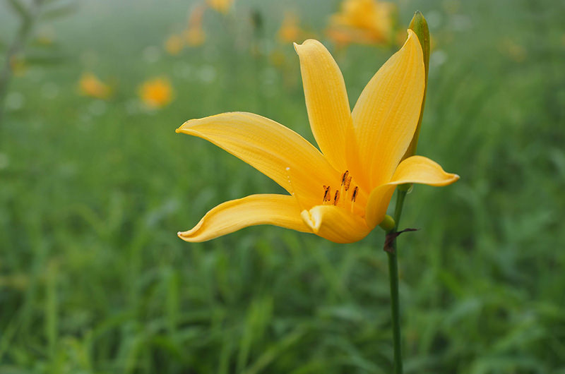 ニッコウキスゲ