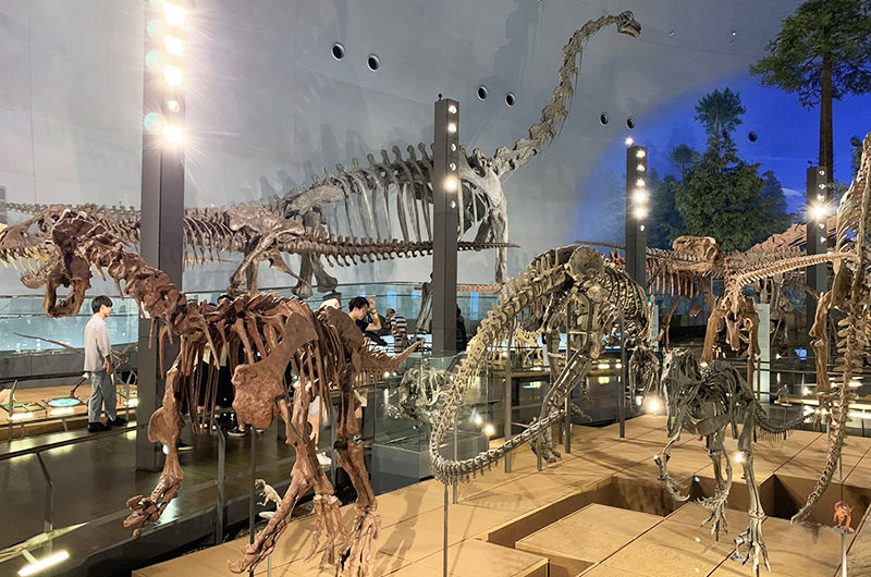 福井県立恐竜博物館