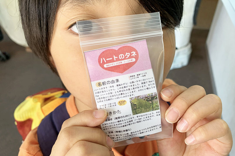 フウセンカズラの種