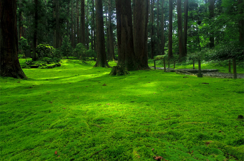 平泉寺白山神社