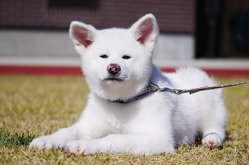 秋田犬の里