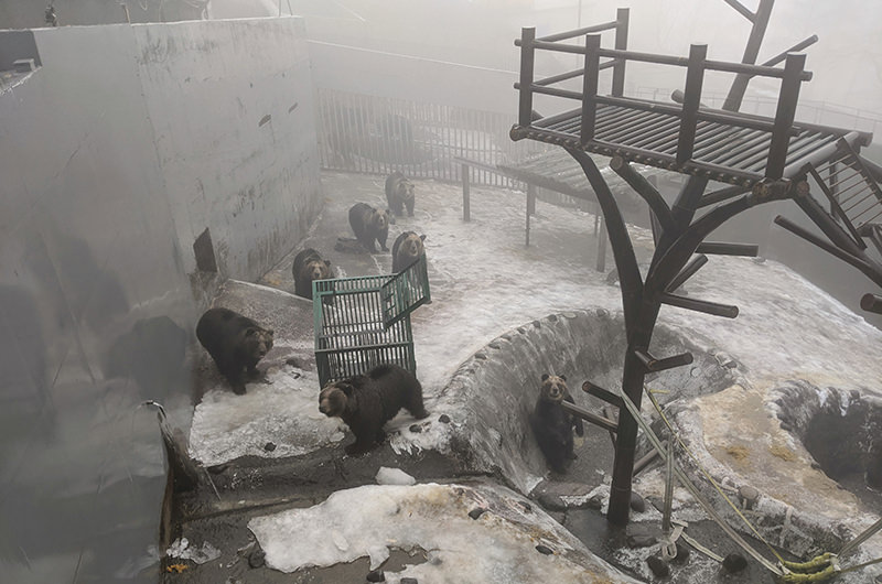 のぼりべつクマ牧場