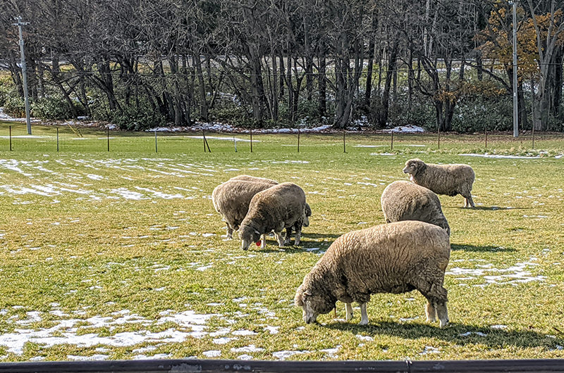 さっぽろ羊ヶ丘展望台
