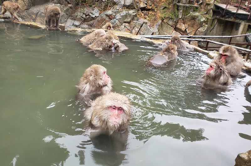 温泉に入るサル