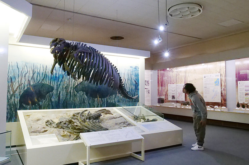 ヤマガタダイカイギュウの展示