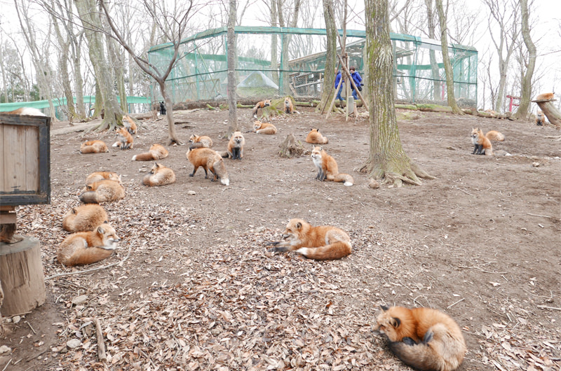宮城蔵王キツネ村