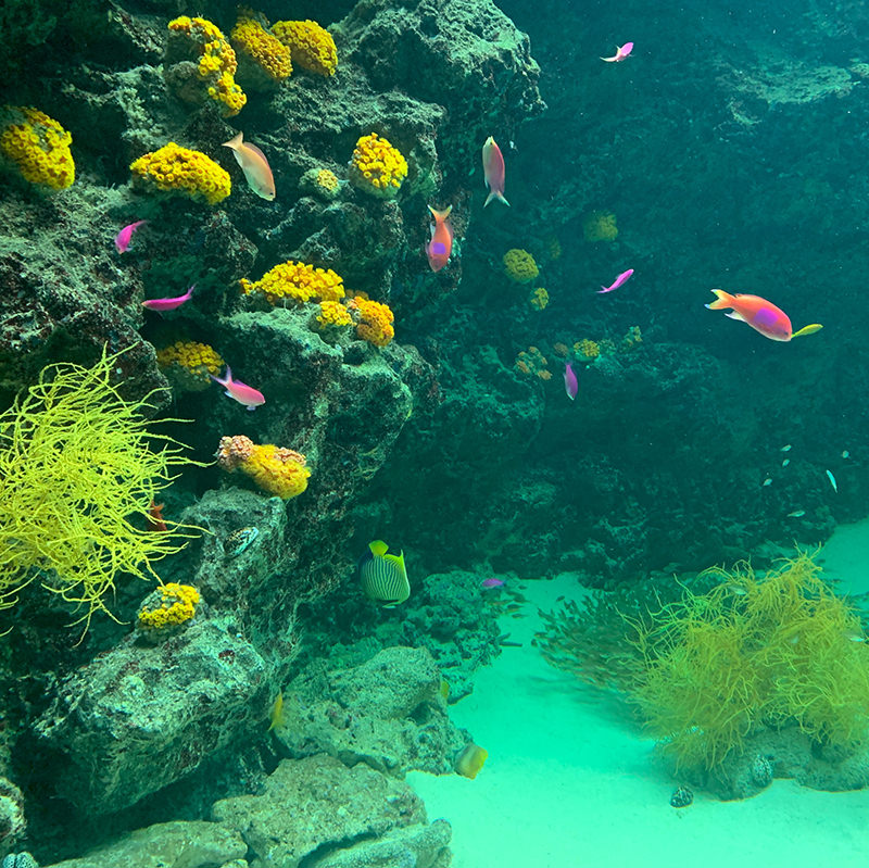 サンゴ礁