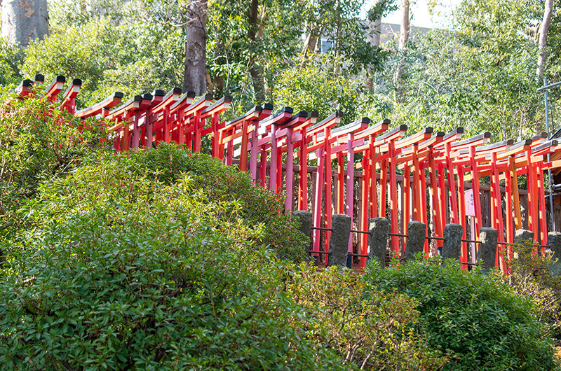 乙女稲荷の鳥居の回廊
