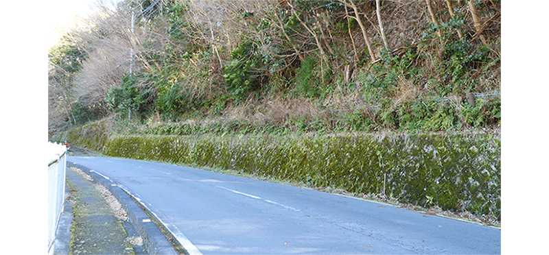 サイクリングの沿道