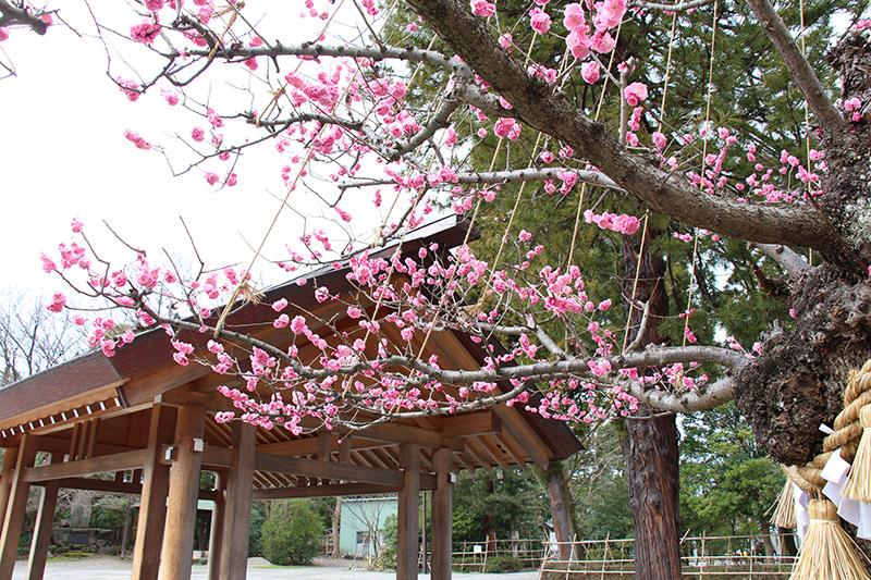 越中国一宮射水神社　紅梅
