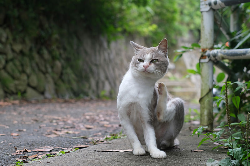 稲荷大明神にいた猫