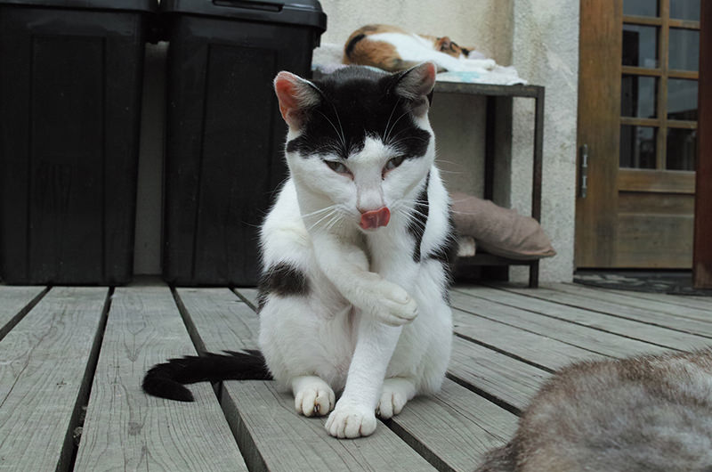 島のえきにいた猫