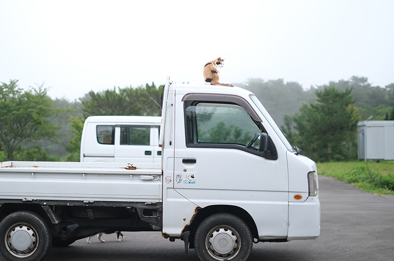 島のえきにいた猫