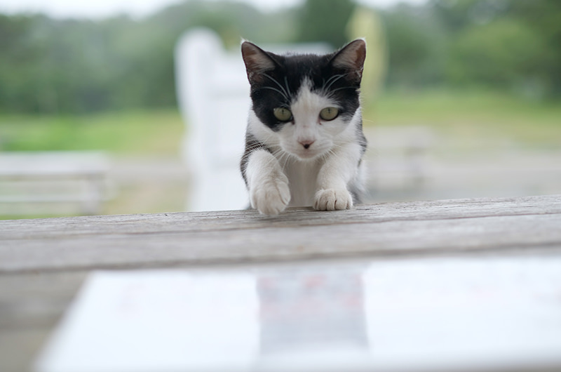 島のえきにいた猫