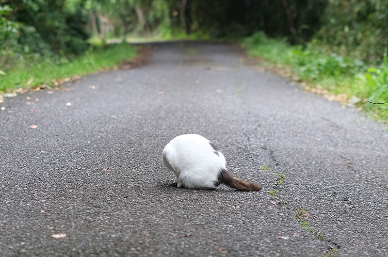 島の猫
