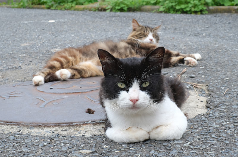 島の猫二匹