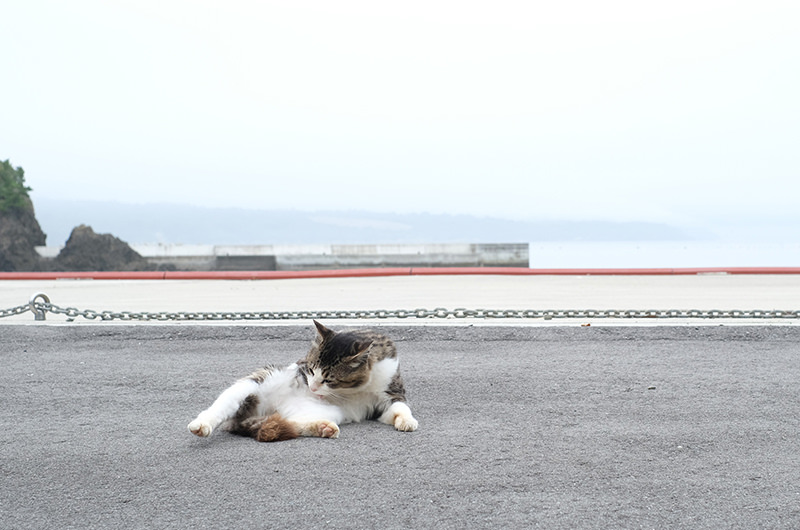 大泊港にいた猫