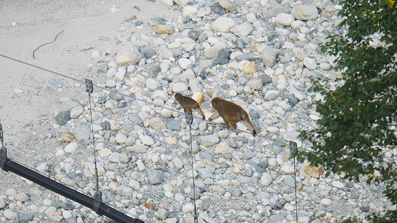 客室からの眺め　猿