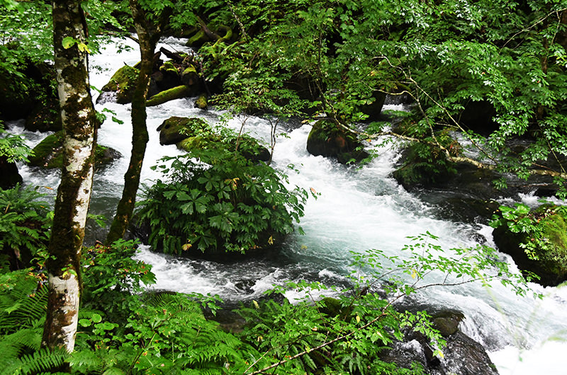 奥入瀬渓流