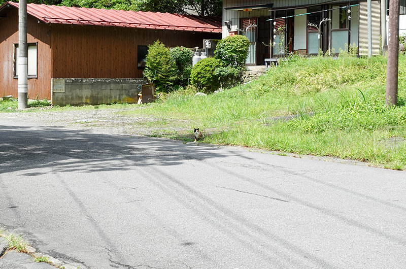 道中に遭遇した猫
