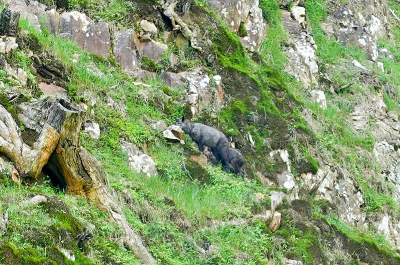 ニホンカモシカ