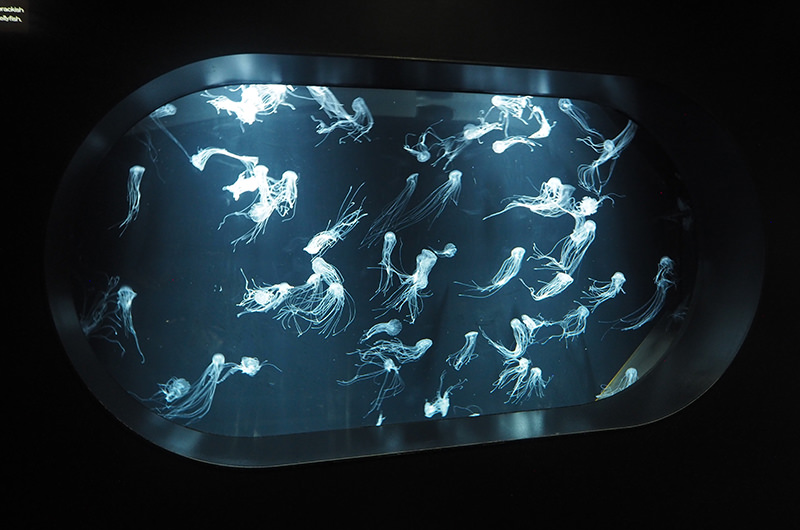 クラゲ　アトランティックシーネットル