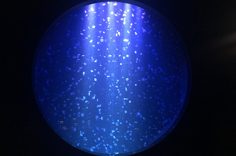 クラゲドリームシアター